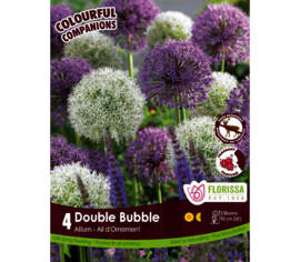 Allium Double Bubble - Mauve & Blanc (Colourful Companions) (Zone : 4) (Paquet de 4 bulbes)