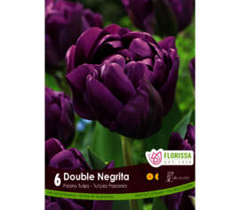 Tulipe Double Negrita (Pivoine Double tardive) (Zone : 3) (Paquet de 6)