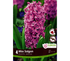 Jacinthe Miss Saigon - Mauve (Parfumée) (Zone : 4) (Paquet de 4 bulbes)