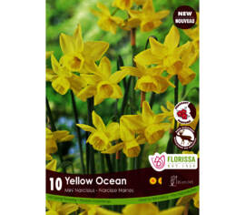 Narcisse Yellow Ocean (Mini) (Zone : 4) (Paquet de 10 bulbes)