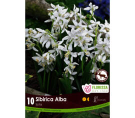 Scilla Siberica Alba (Zone : 3) (Paquet de 10 bulbes)