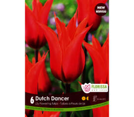 Tulipe Dutch Dancer (Fleur de lys) (Zone : 3) (Paquet de 6 bulbes)