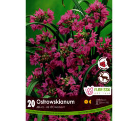 Allium Ostrowskianum (Parfumé) (Zone : 4) (Paquet de 20 bulbes)