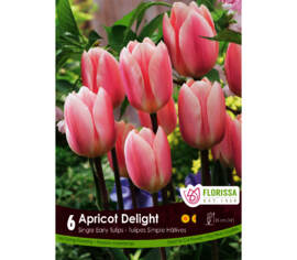 Tulipe Apricot Delight (Delight Serie) (Simple hâtive) (Zone : 3) (Paquet de 6 bulbes)