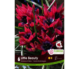 Tulipe Little Beauty (Mini Botanical) (Zone : 3) (Paquet de 6 bulbes)