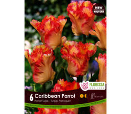 Tulipe Caribbean Parrot (Perroquet) (Zone : 4) (Paquet de 6 bulbes)