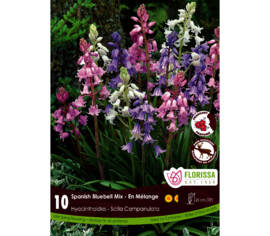 Scilla Campanulata Mixed (Parfumé) (Zone : 4) (Paquet de 10 bulbes)
