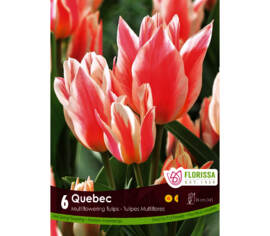 Tulipe Quebec (Bouquet) (Zone : 3) (Paquet de 6 bulbes)