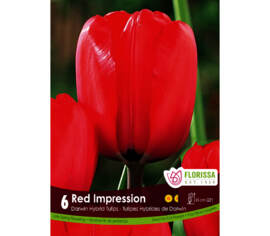 Tulipe Red Impression (Darwin hybride) (Paquet de 6 bulbes) (Zone : 3)