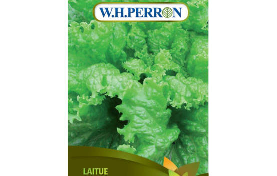Laitue Fris&eacute;e Verte Two Star (Semences enrob&eacute;es)