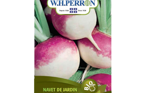 Navet de Jardin Blanc Globe &agrave; Collet Violet Biologique (Semences)