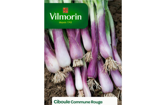 Ciboule commune rouge