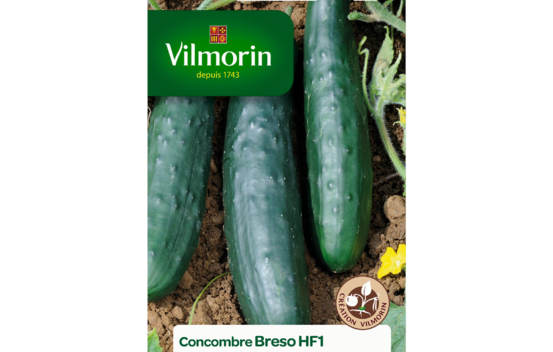 Concombre Breso HF1 (Cr&eacute;ation Vilmorin)
