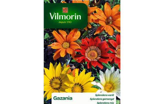 Gazania Splendens vari&eacute;