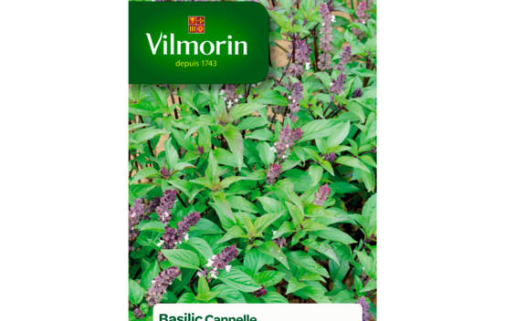 Basilic Cannelle