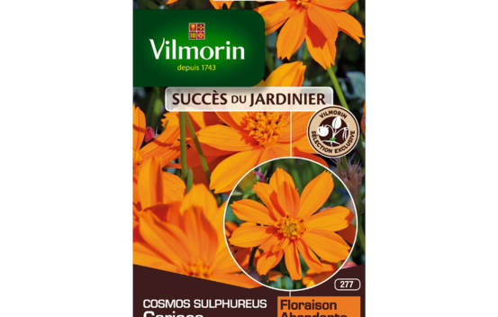 Cosmos Sulphureux Mini Orange (Succ&egrave;s du Jardinier)