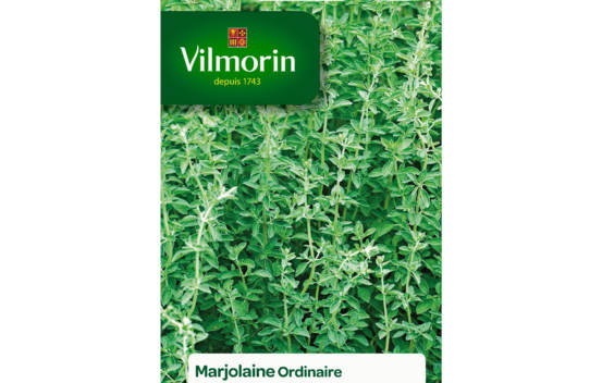 Marjolaine ordinaire