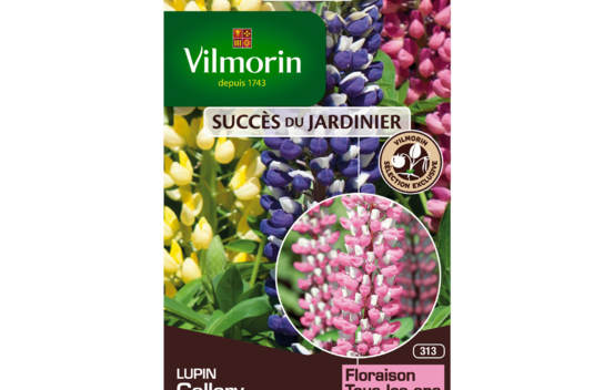 Lupin Gallery (Succ&egrave;s du Jardinier)