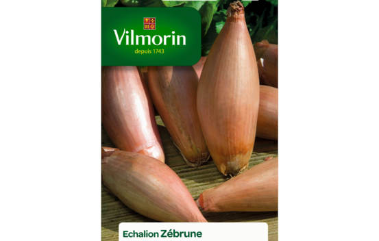 &Eacute;chalote Z&eacute;brune