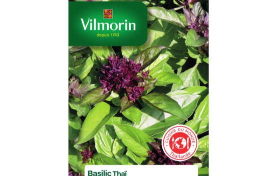 Basilic Tha&iuml; (Cuisine du monde)