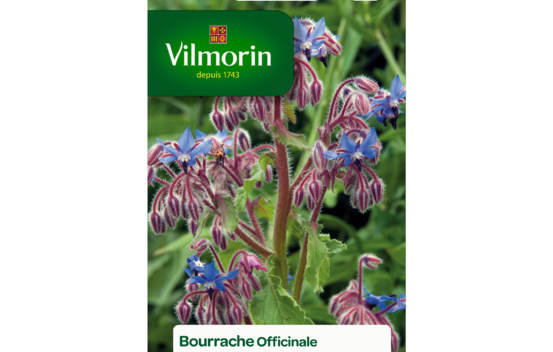 Bourrache officinale