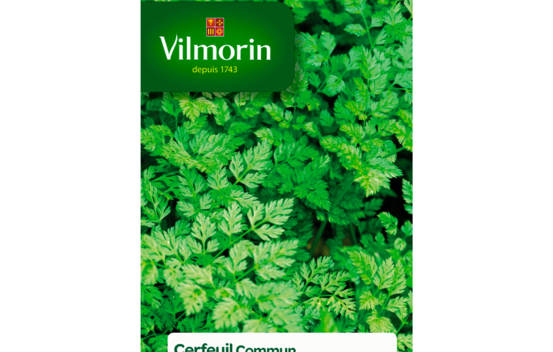 Cerfeuil commun