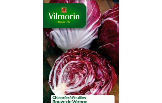 Chicor&eacute;e &agrave; larges feuilles Rouge de V&eacute;rone