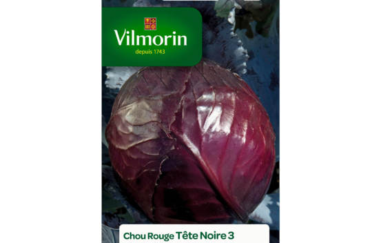 Chou rouge T&ecirc;te noire 3