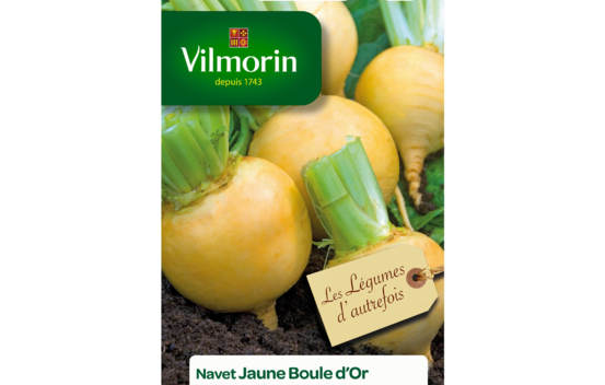 Navet jaune Boule d'Or (L&eacute;gumes d'autrefois)