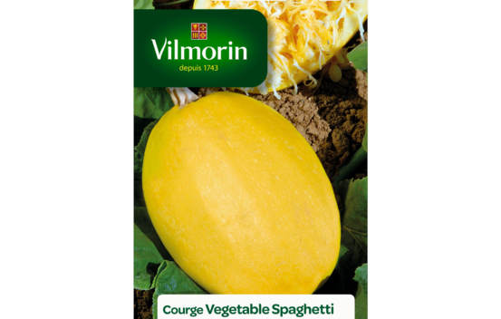 Courge Spaghetti