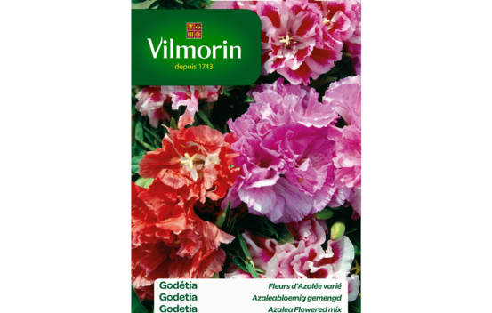 Godetia Double &agrave; fleur d'azal&eacute;e vari&eacute;