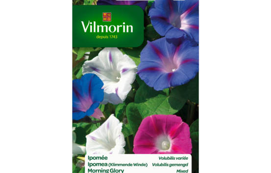 Ipom&eacute;e Volubilis vari&eacute;e