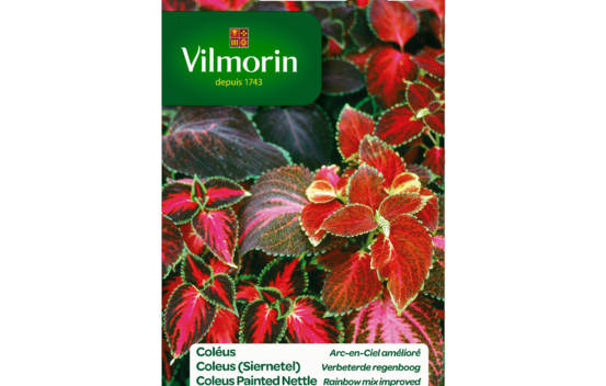 Coleus Arc-en-ciel am&eacute;lior&eacute;