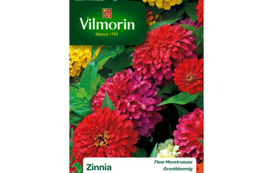 Zinnia &agrave; fleur monstrueuse vari&eacute;
