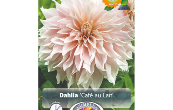 Dahlia Caf&eacute; au Lait (Dinnerplate) (Paquet de 2)