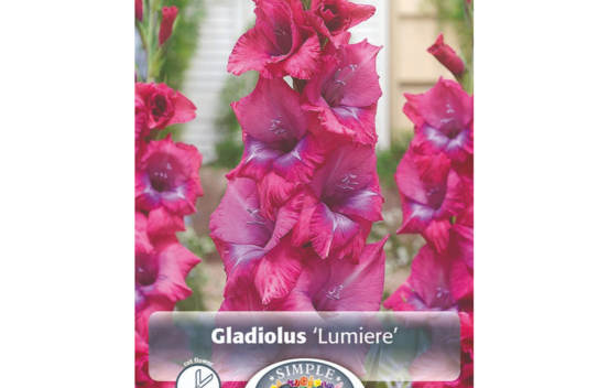 Gla&iuml;eul Lumiere (&Agrave; grandes fleurs) (Paquet de 10 bulbes)
