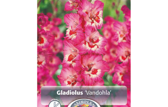 Gla&iuml;eul Vandohia (Large Flowering) (Paquet de 8) (taille : 14 cm et +)