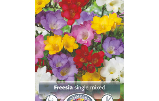 Freesia Mixed Single (Paquet de 10 bulbes)