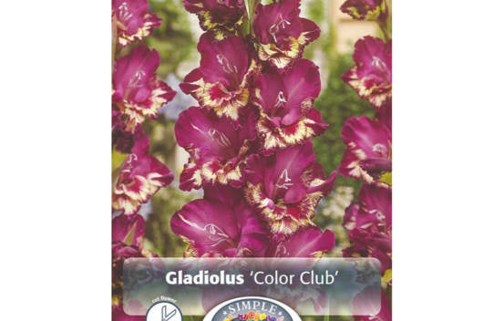 Gla&iuml;eul Color Club (&Agrave; grandes fleurs) (Paquet de 10 bulbes)