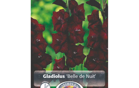 Gla&iuml;eul Belle de Nuit (&Agrave; grandes fleurs) (Paquet de 8 bulbes)