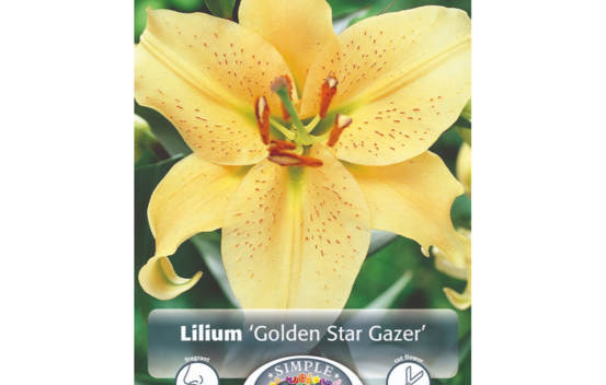 Lys Golden Stargazer (Oriental) (Paquet de 2 bulbes)
