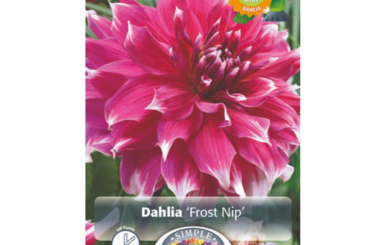 Dahlia Frost Nip (Dinnerplate) (Paquet de 2)