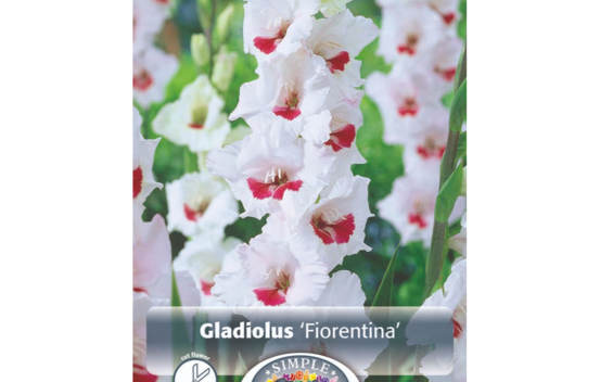 Gla&iuml;eul Fiorentina (&Agrave; grandes fleurs) (Paquet de 8 bulbes) (taille : 14 cm et +)