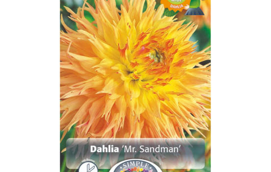 Dahlia Mr.Sandman (Fimbriata) (1 bulbe)