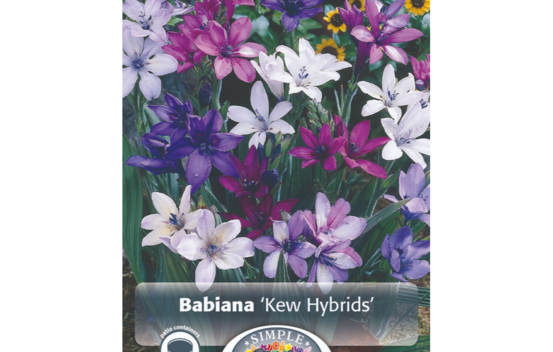 Babiana Kew Hybrids (Paquet de 8 bulbes)