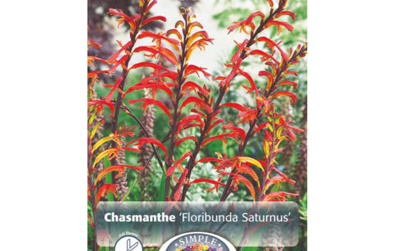 Chasmanthia Floribunda Saturnus (Paquet de 3 bulbes)