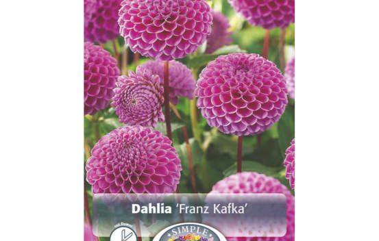 Dahlia Franz Kafka (Pompon) (1 bulbe)