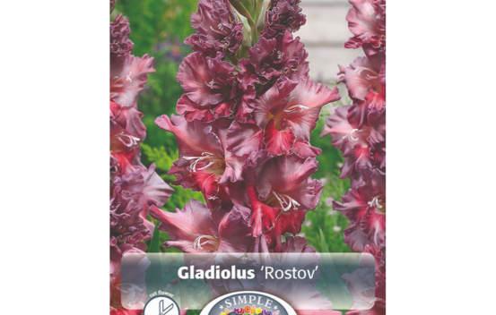 Gla&iuml;eul Rostov (Perroquet) (Paquet de 10 bulbes)