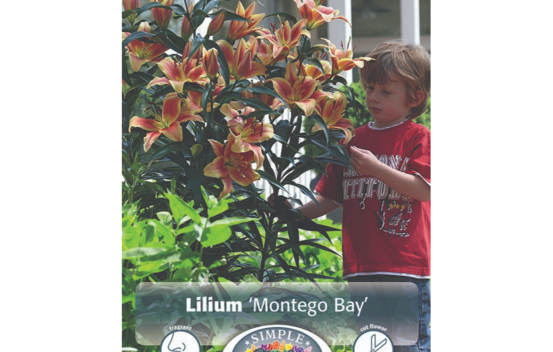 Lys Montego Bay (Comme un arbre) (Paquet de 2) (taille : 16/18 cm)