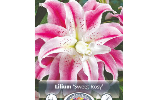 Lys Sweet Rosy (Oriental double) (Paquet de 2 bulbes)